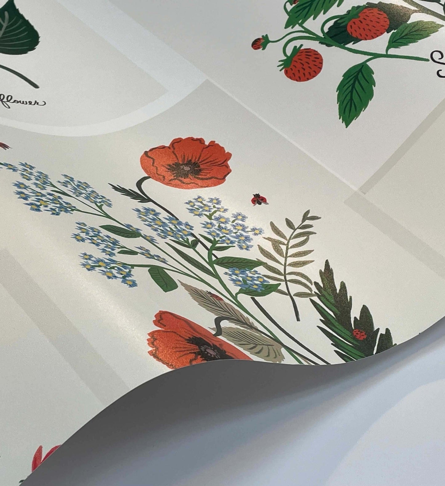 Botanical Prints Wallpaper - White