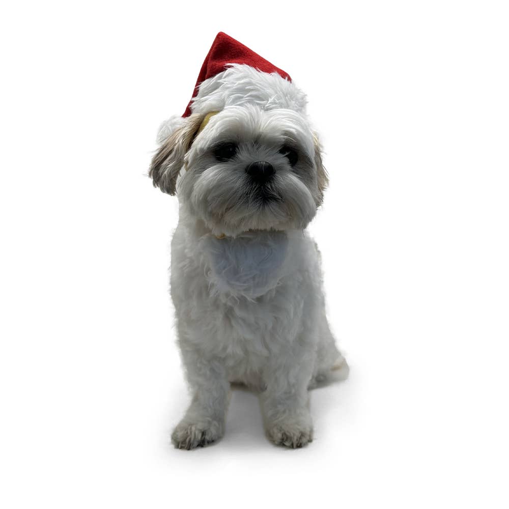 Dogo Pet - Santa Hat: S
