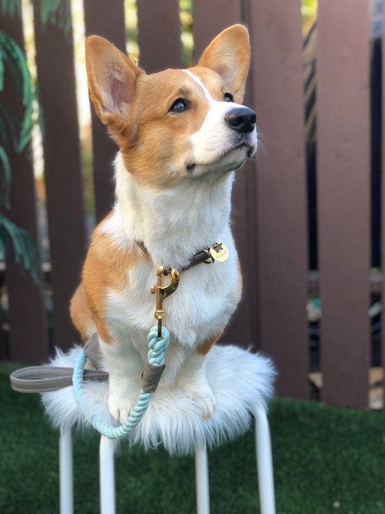 PoisePup - LEASH - DESERT MINT