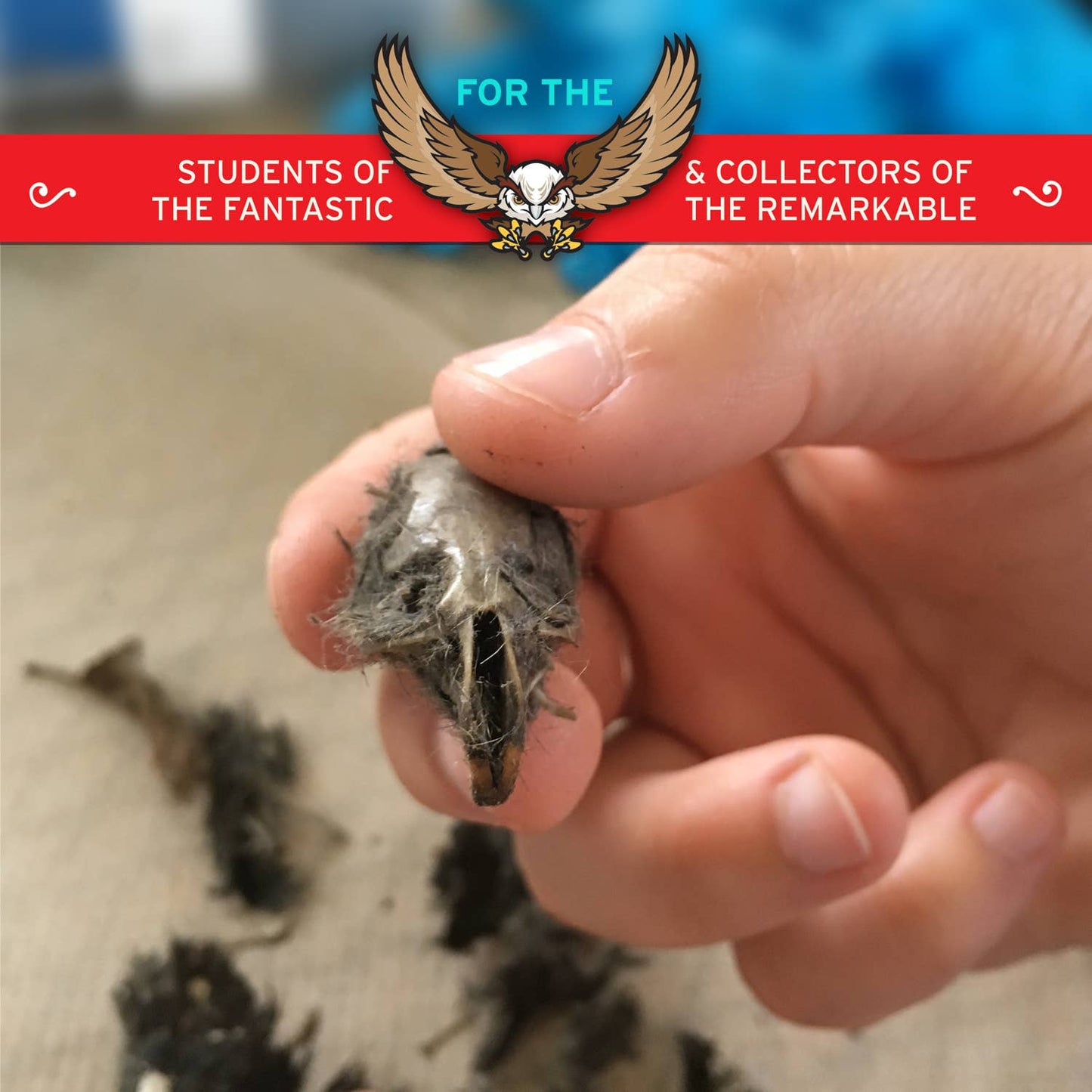 Cabinet of Owl Pellets -Dissection Kit Science
