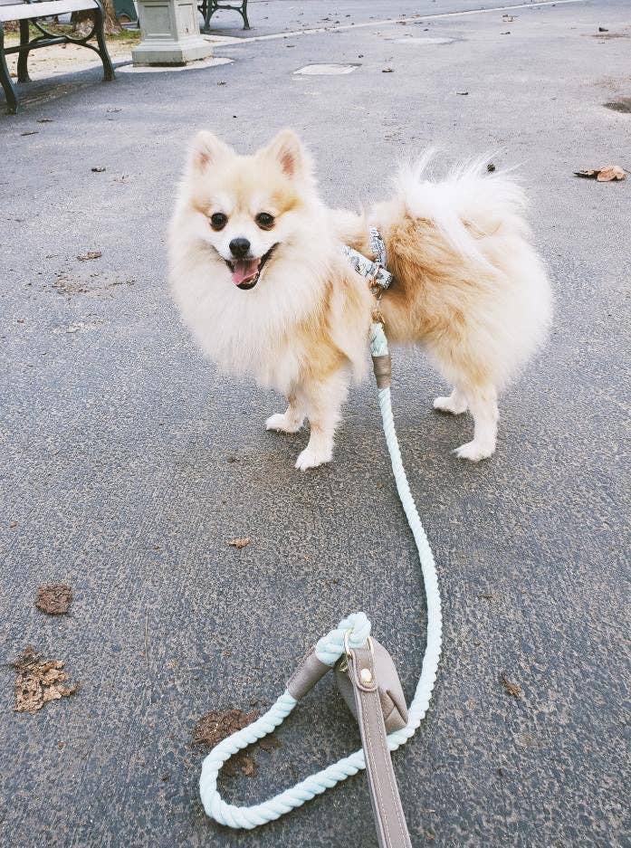 PoisePup - LEASH - DESERT MINT