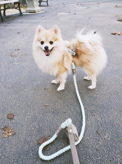 PoisePup - LEASH - DESERT MINT