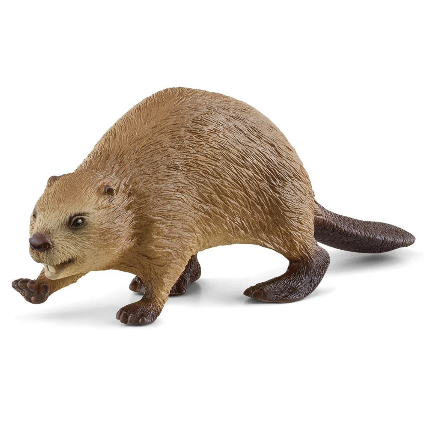 Beaver