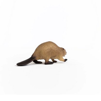 Beaver