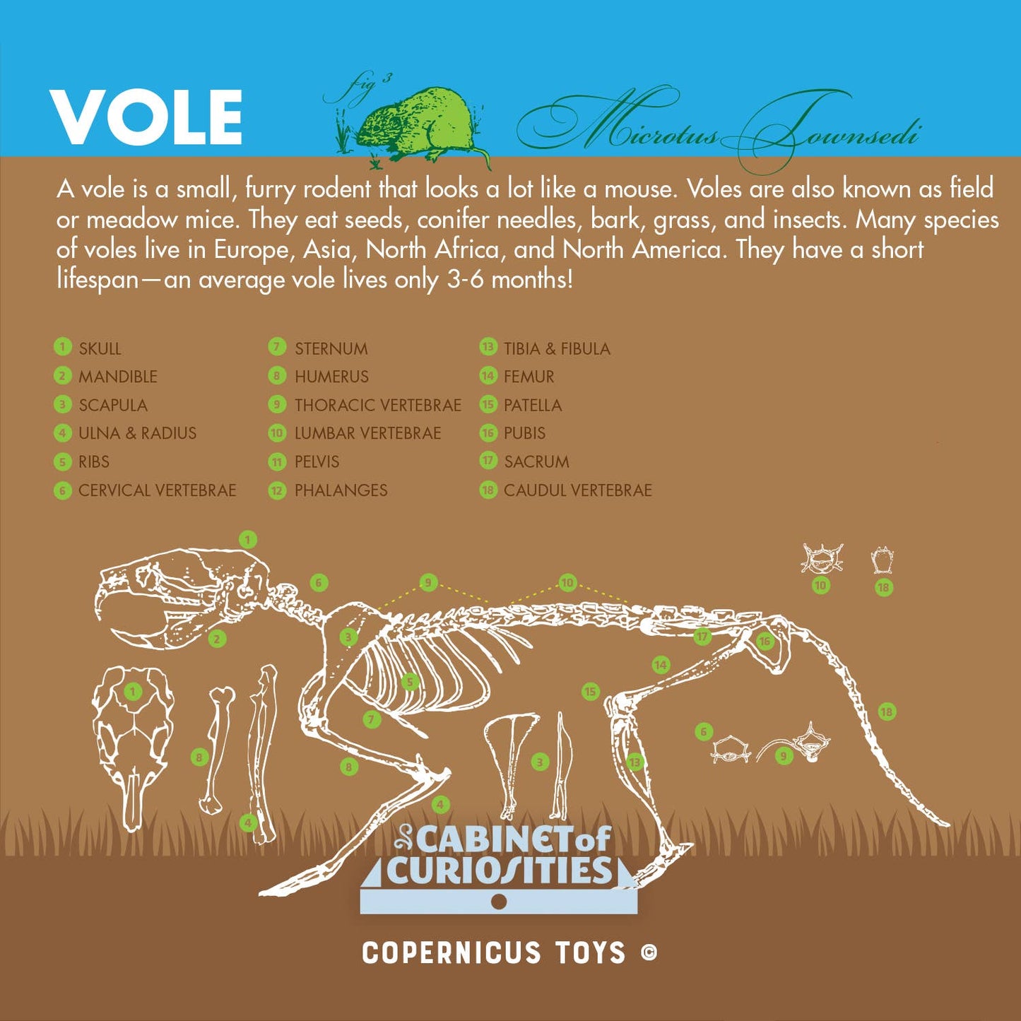 Cabinet of Owl Pellets -Dissection Kit Science